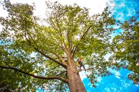 Best Tree Mulching  in Willow, AK