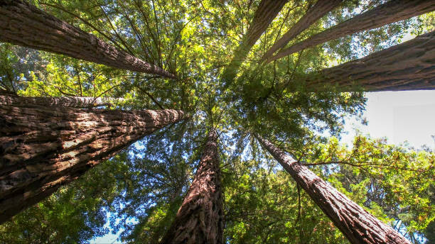 Reliable Willow, AK Tree Services Solutions