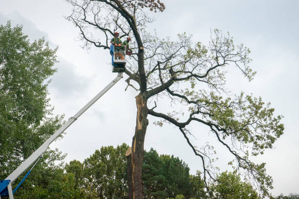 Best Tree Disease Treatment  in Willow, AK