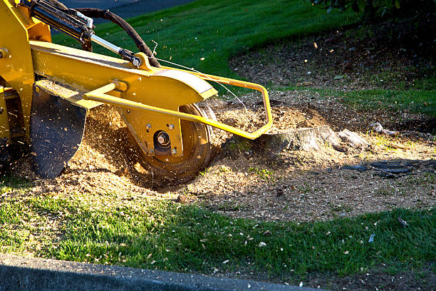  Willow, AK Tree Services Pros