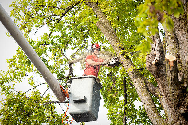 Best Stump Grinding and Removal  in Willow, AK