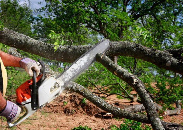 How Our Tree Care Process Works  in  Willow, AK